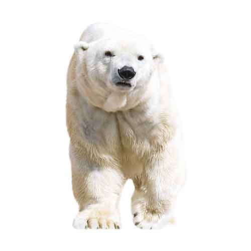 POLAR BEAR (EXTRA WARM) BASELAYER